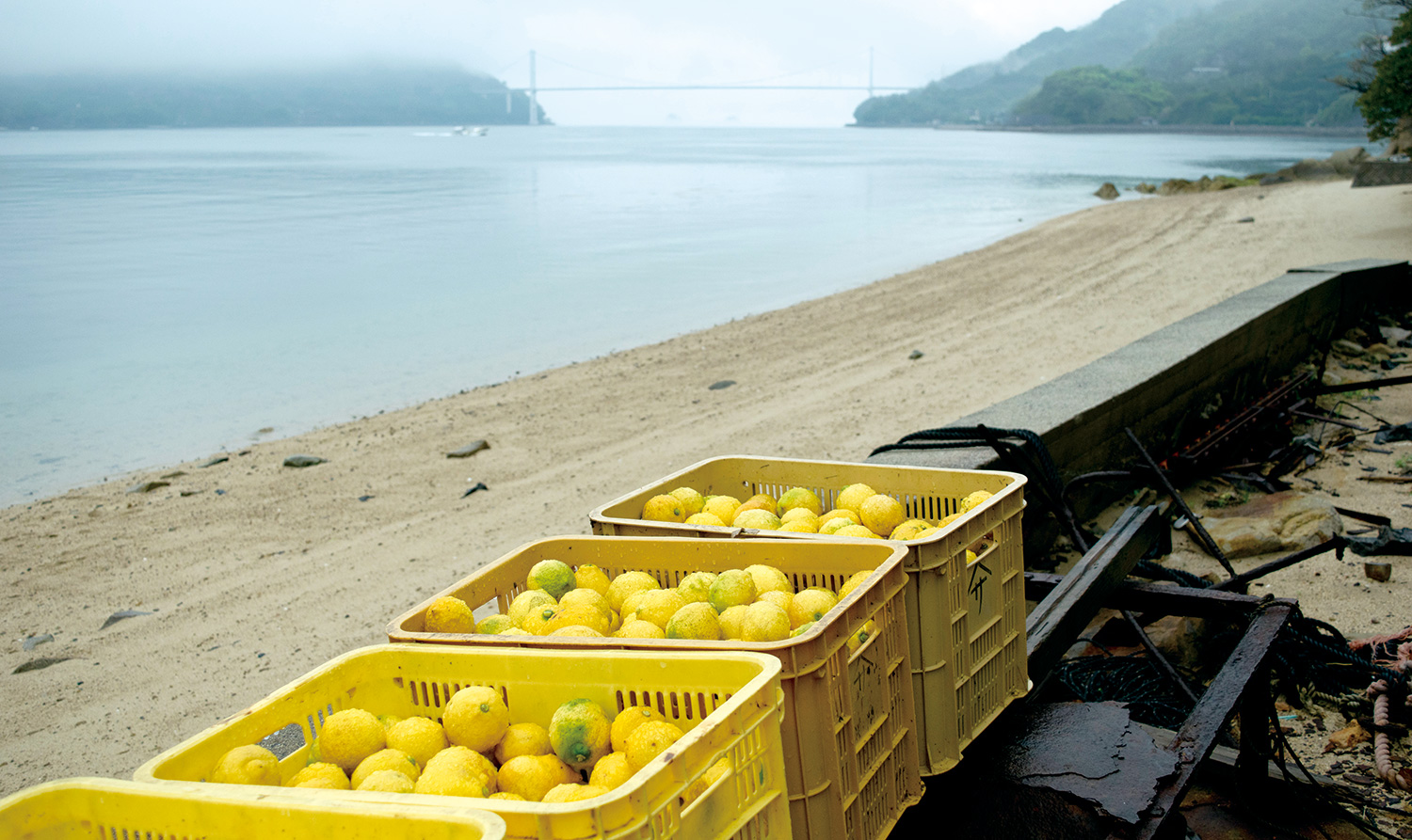 無人島で育つレモンに会いました。